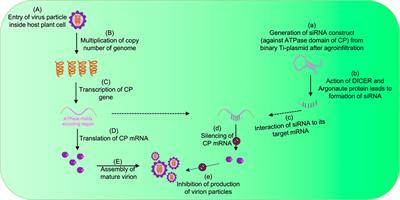 The curious case of genome packaging and assembly in RNA viruses infecting plants